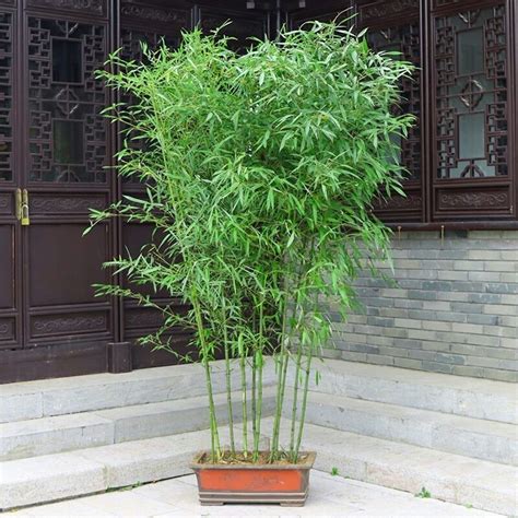 竹子種植|如何种植竹子